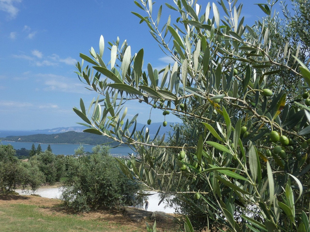 Ushimado Olive Garden-濑户内市必去景点