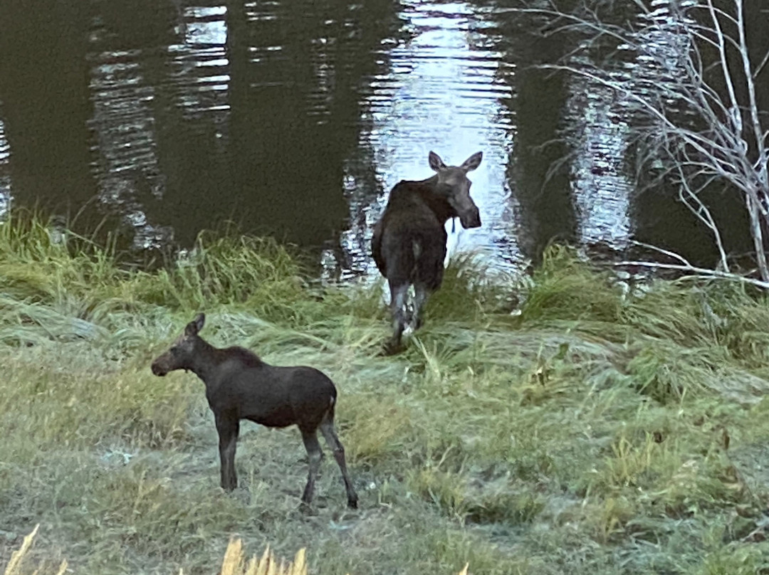 威尔逊麋鹿公路-穆斯必去景点