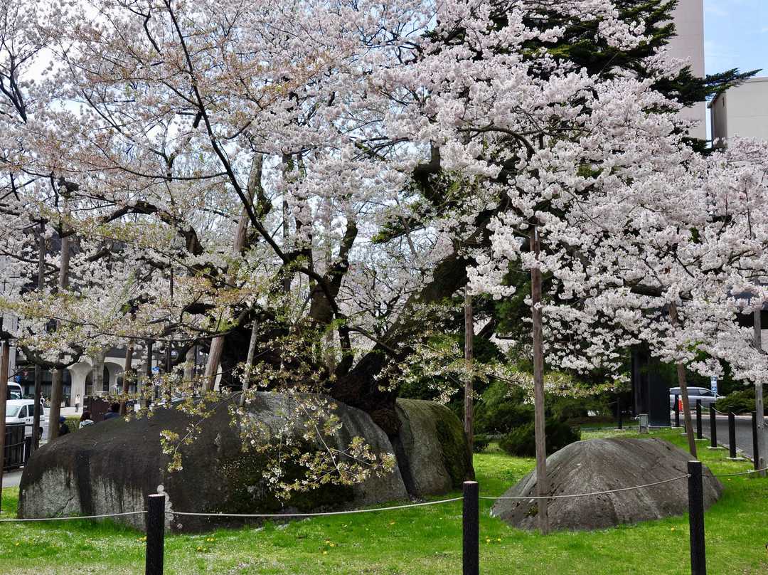 Rock-breaking Cherry Tree-盛冈市必去景点