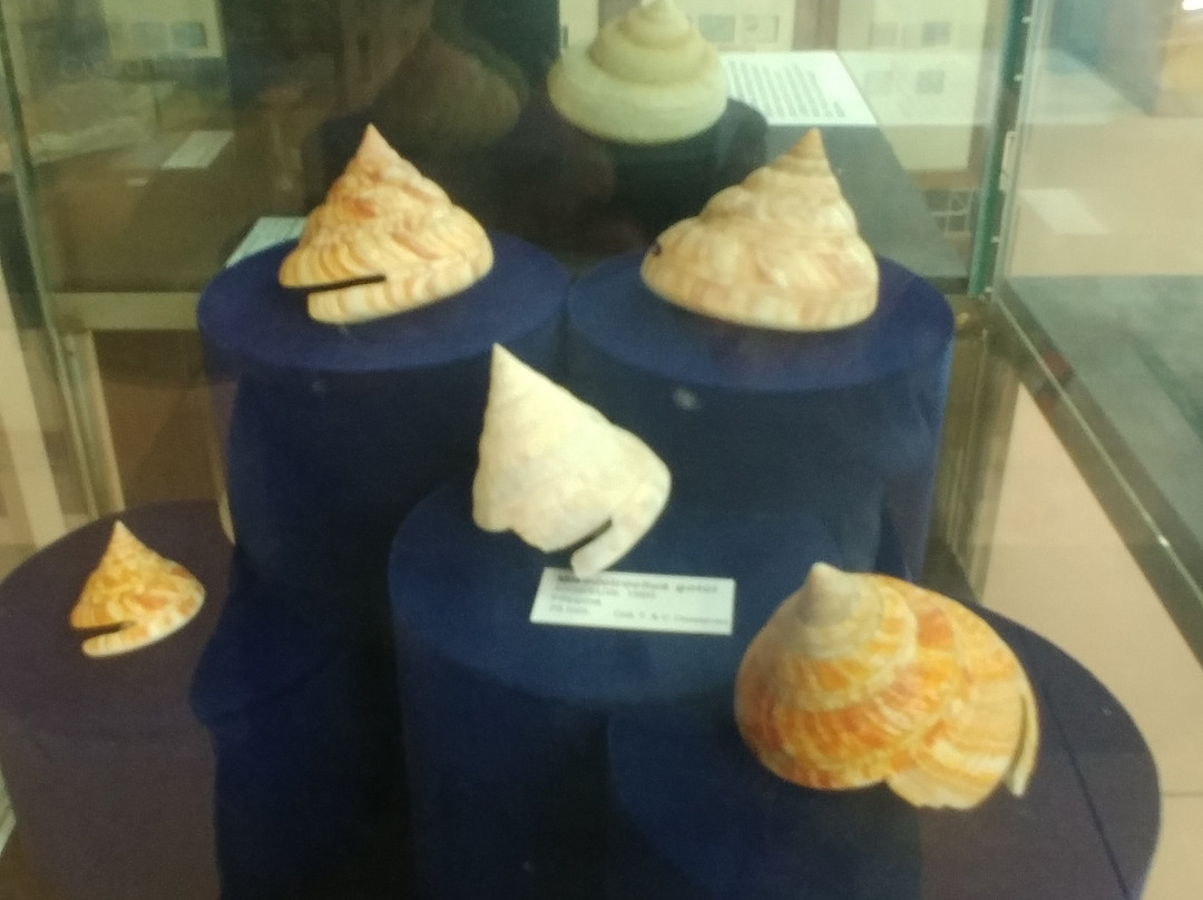 Malacological Museum Piceno景点图片