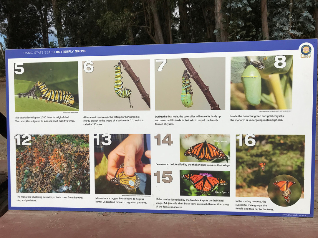 Monarch Butterfly Grove-庇斯摩海滩必去景点