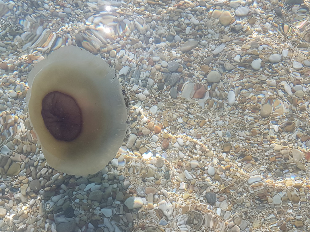 Hotel Numana Palace主图