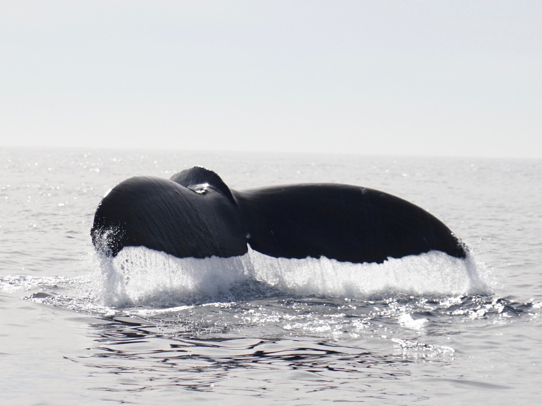 East Meets West Whale Watching-纽波特海滩必去景点
