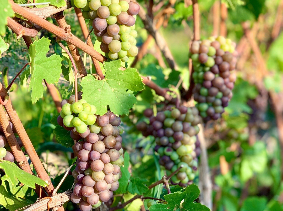 Huff Estates Winery景点图片