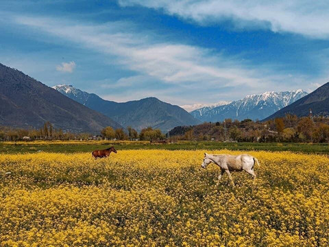 Online Holidays-斯利那加必去景点