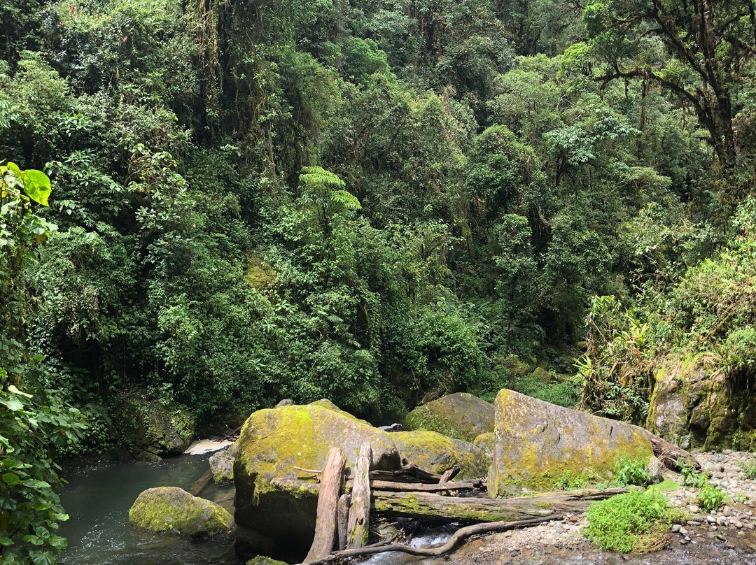 Parque National Los Quetzales景点图片