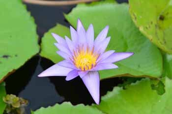 Ishigaki Island Science Garden景点图片