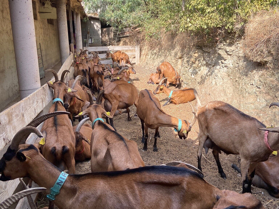 La Ferme du Mas Rolland景点图片