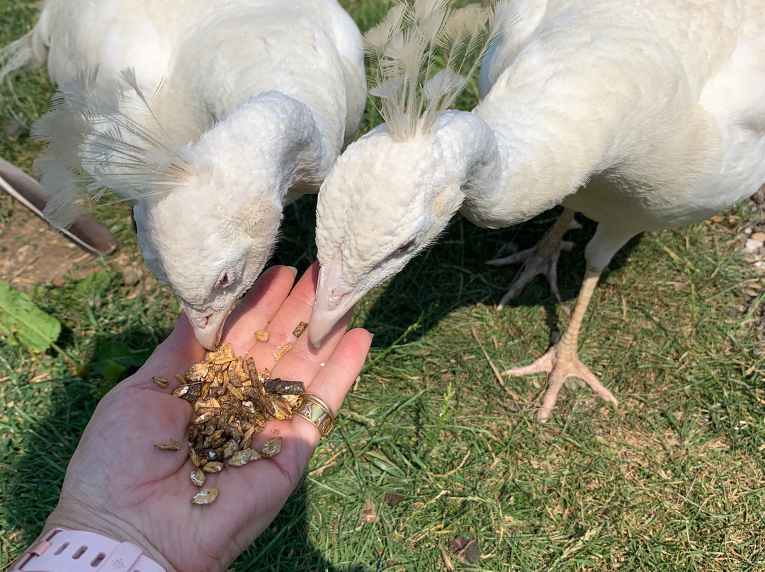 Tostock旅游攻略图片