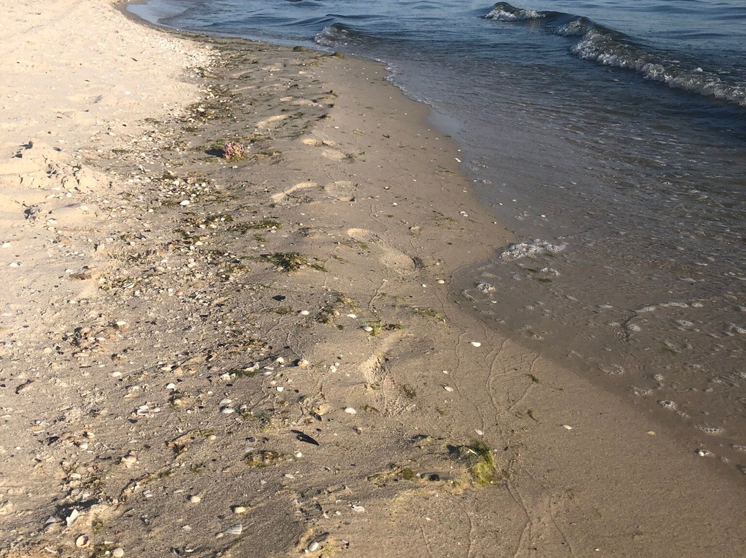 Regional Landscape Park Kinburnskaya Spit-Ochakiv必去景点