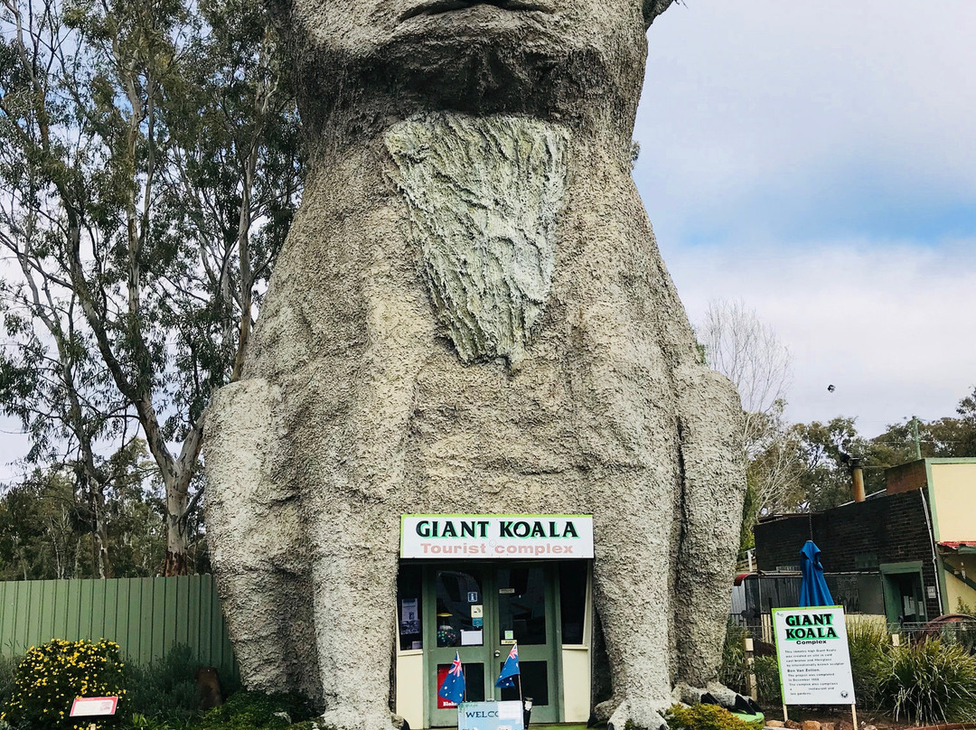 Giant Koala-Dadswells Bridge必去景点