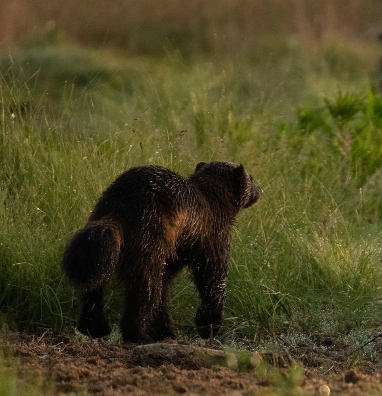 Wildlife Safaris Finland - Day Tours景点图片
