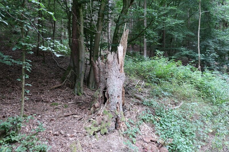 Moselsteig-Seitensprung ,,Longuicher Sauerbrunnen"-Longuich必去景点