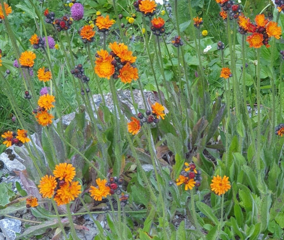 Botanical Garden Alpinum Schatzalp-Davos Platz必去景点