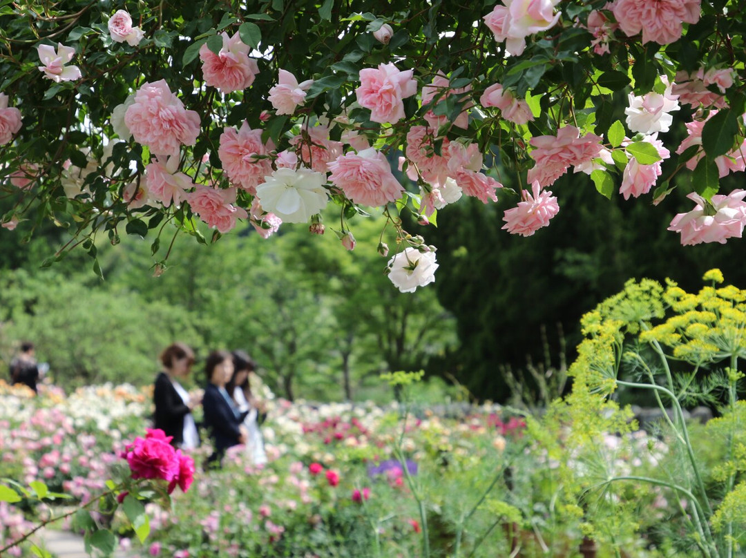 Rosa & Berry Tawada景点图片