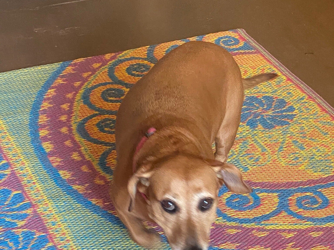 30A Paddleboard Yoga-圣罗萨海滩必去景点