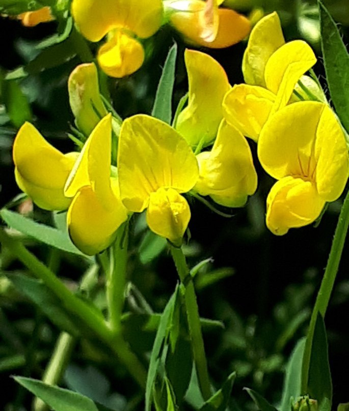 Kildonan Park-温尼伯必去景点