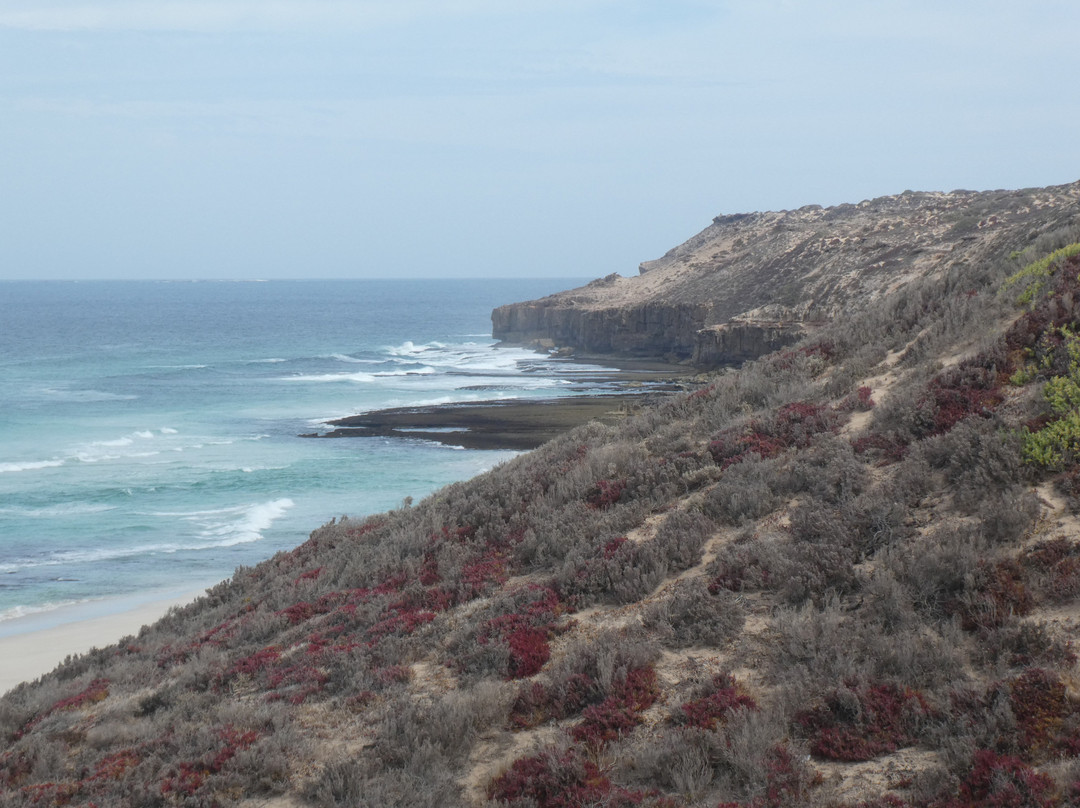 Cape Bauer Loop Drive-Streaky Bay必去景点