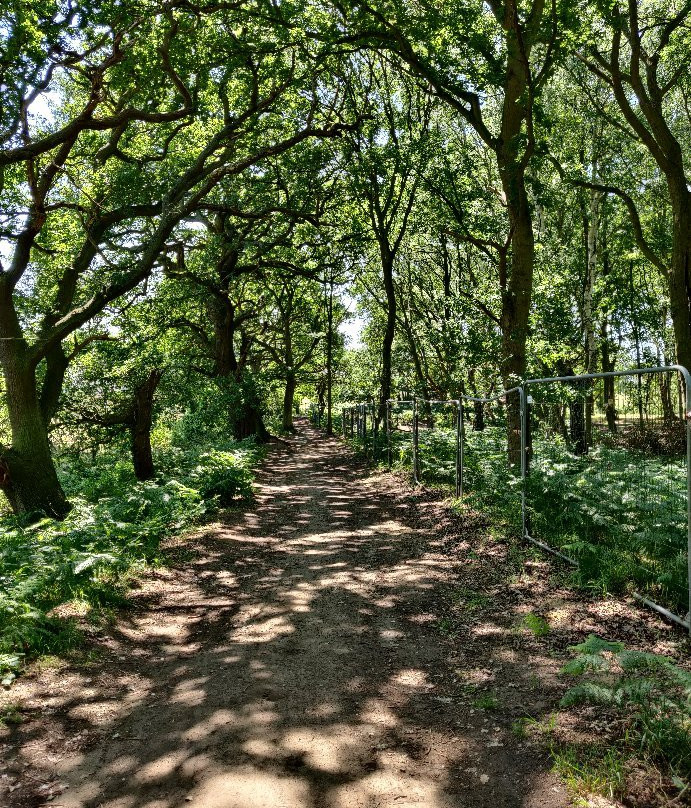 RSPB The Lodge Nature Reserve景点图片