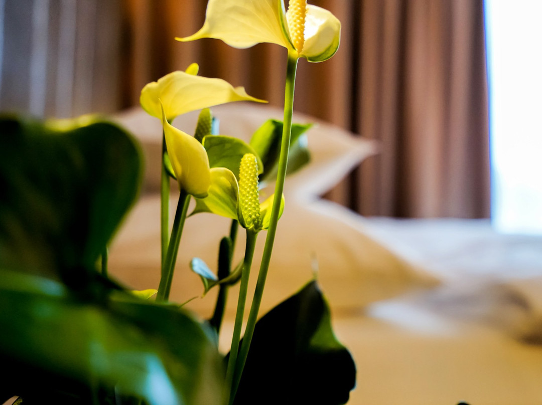 Amedia Hotel Linz主图