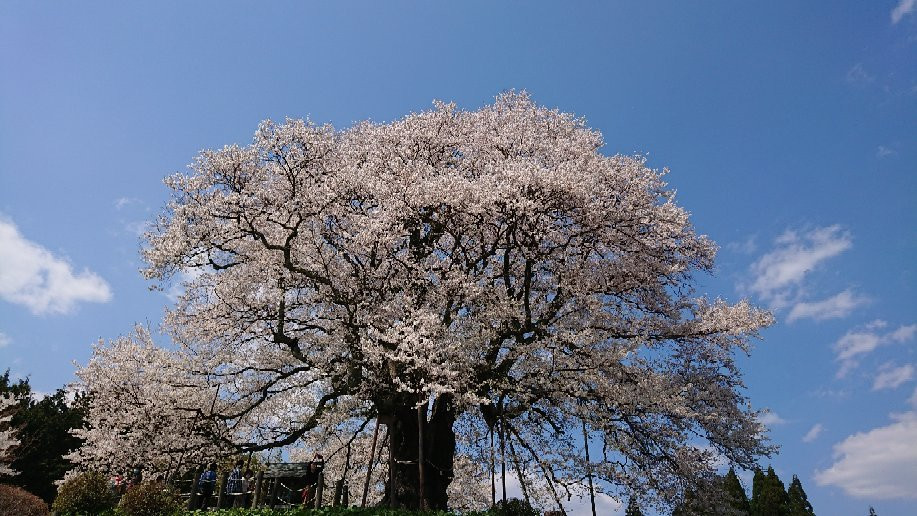 Daigo Zakura景点图片