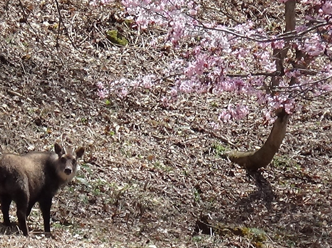 Shigakogen Plateau景点图片