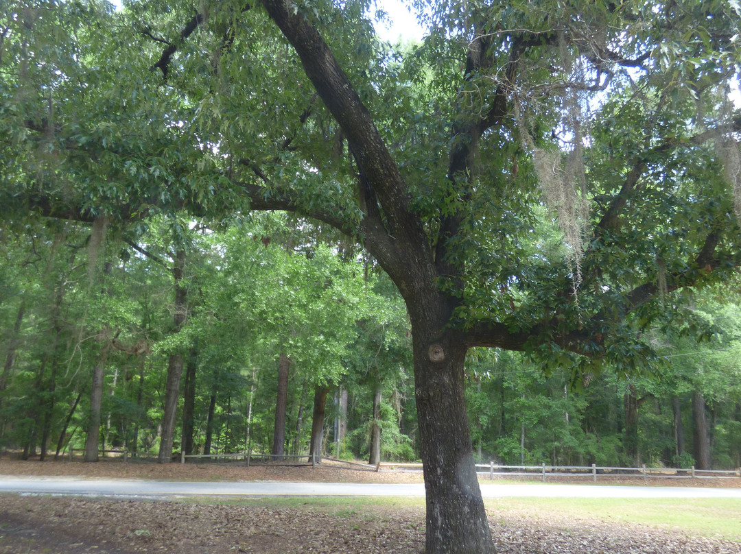 Lee State Park-Bishopville必去景点