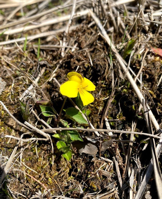 Mt. Kishima-阿苏市必去景点