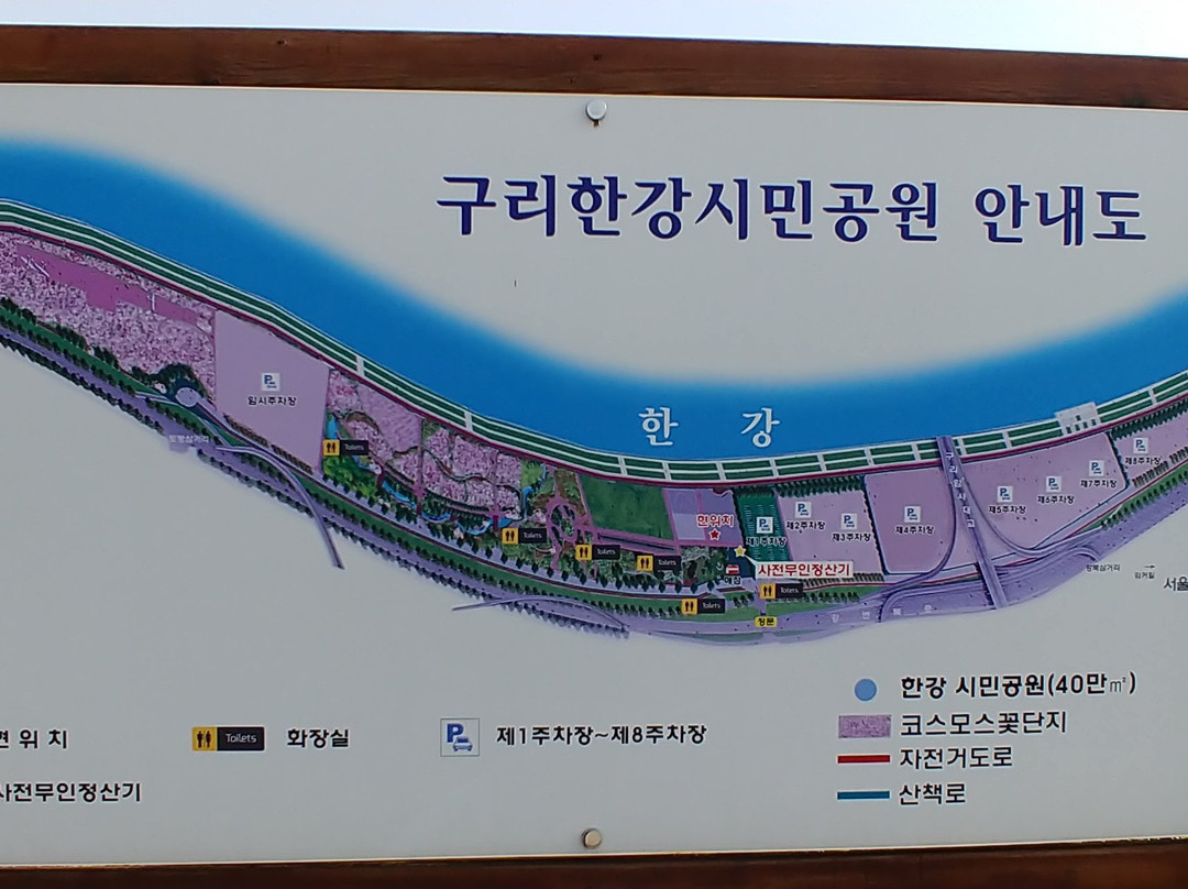 Guri Hangang Park (Cosmos Park)-九里市必去景点