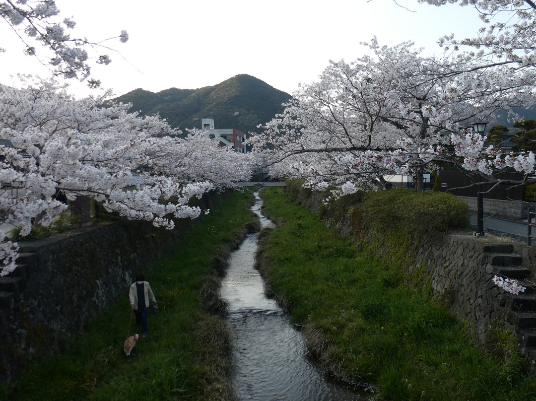Ichinosaka River Cherry Blossoms景点图片