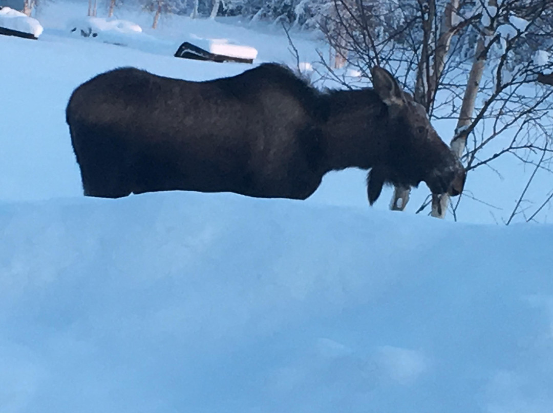 Moose Cab & Tours-费尔班克斯必去景点