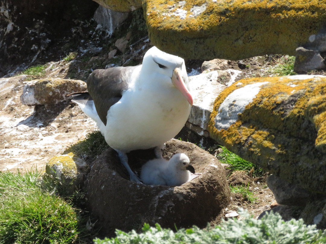 Saunders Island景点图片