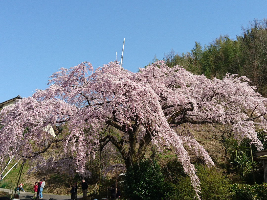 Shidarezakura of Horike景点图片