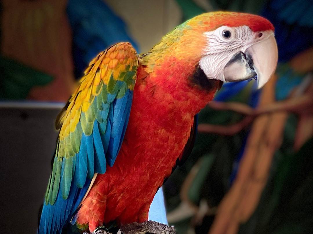 Parrot Mountain & Gardens-皮金福奇必去景点