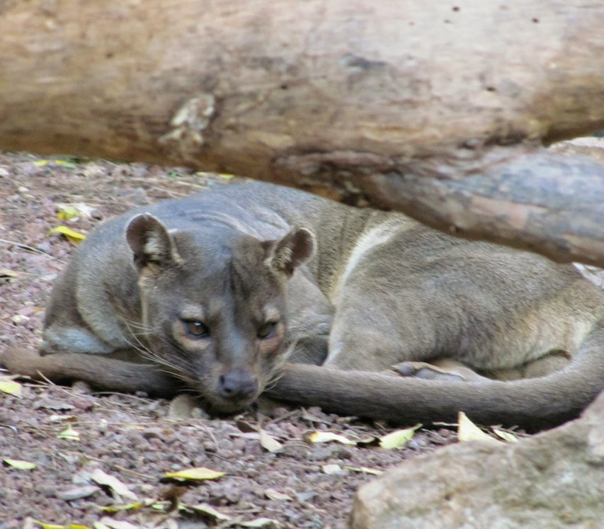 Haifa Educational Zoo-Haifa必去景点