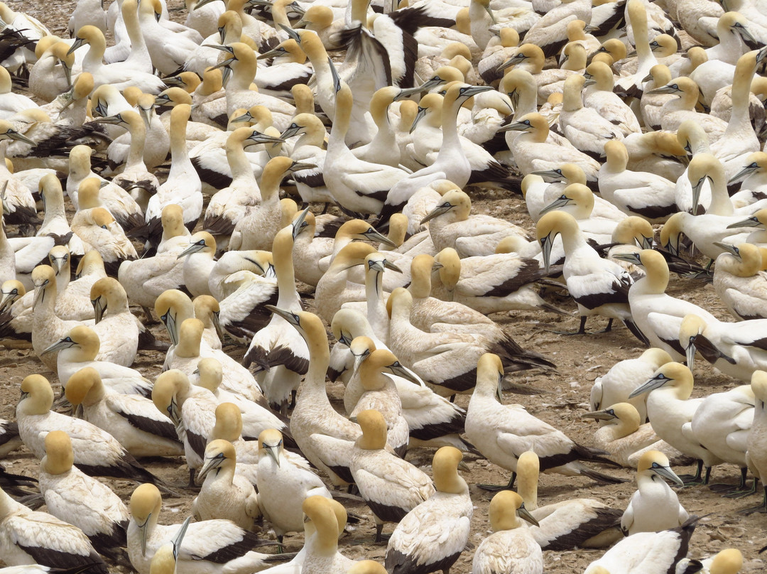 Go Self Drive Tours-克尼斯纳必去景点