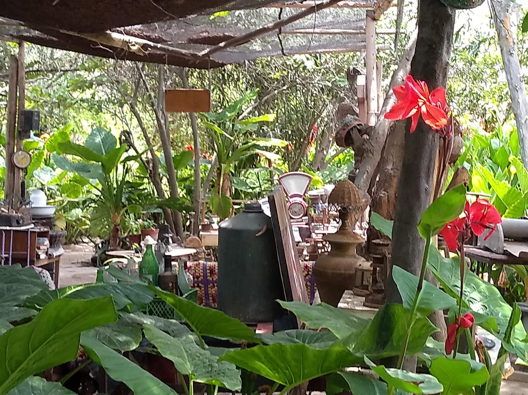 Santuario Del Picaflor-阿里卡必去景点