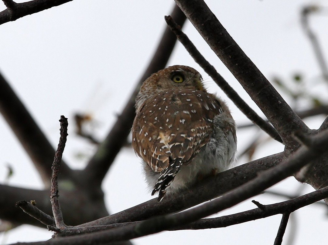 Ruaha River Lodge主图