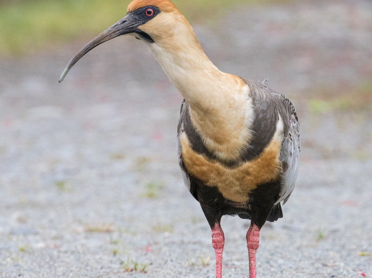 Puerto Varas Gringo Hiking Tours-巴拉斯港必去景点