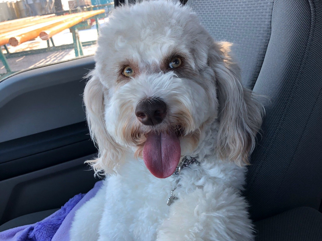 Pomeroy Inn & Suites Dawson Creek主图