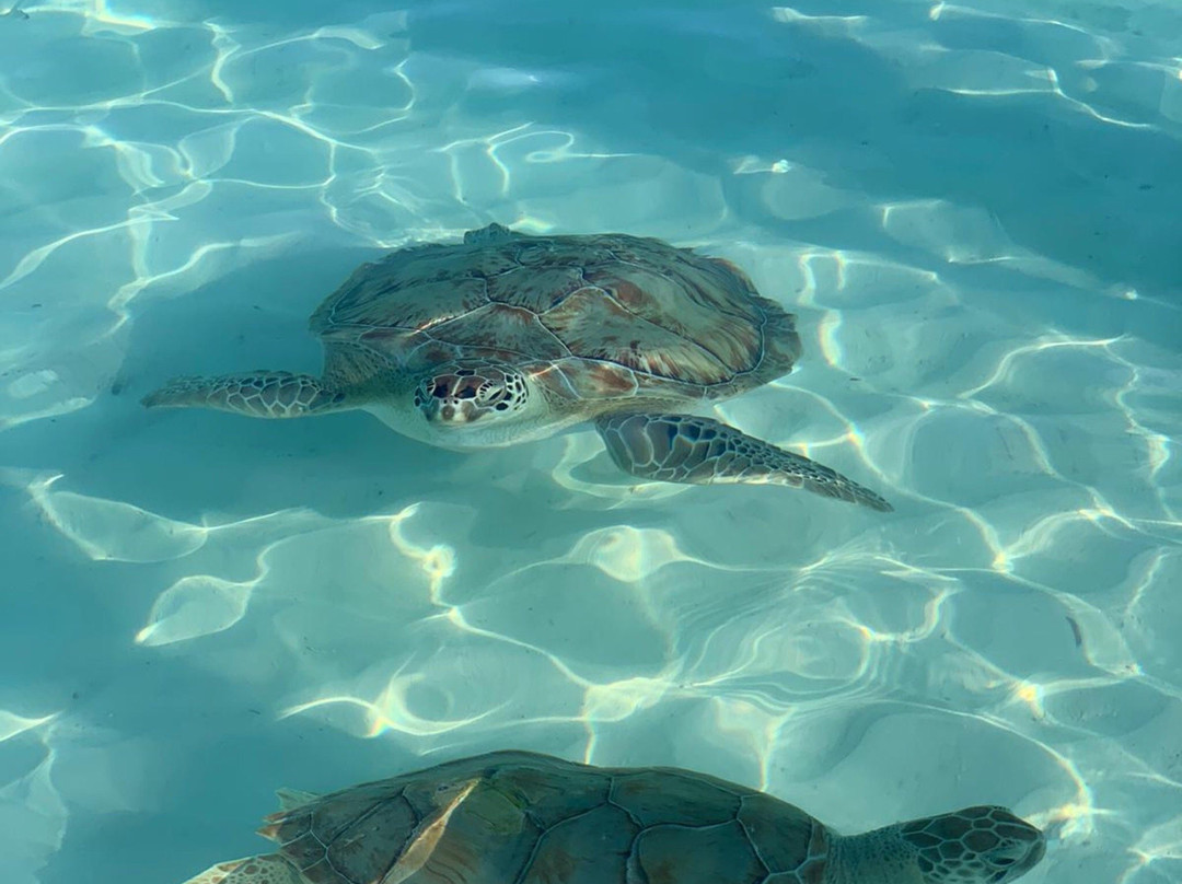 Jolly Hall Beach-George Town必去景点