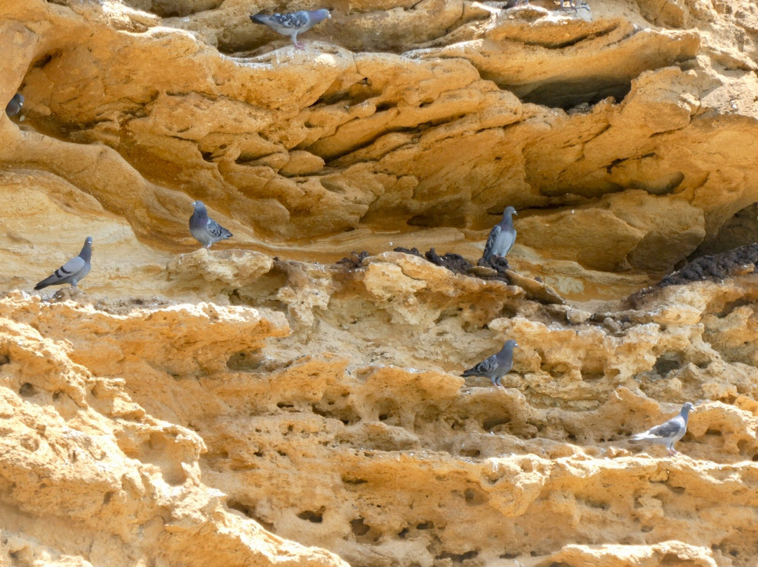 Four Knots Murray River Cruises景点图片