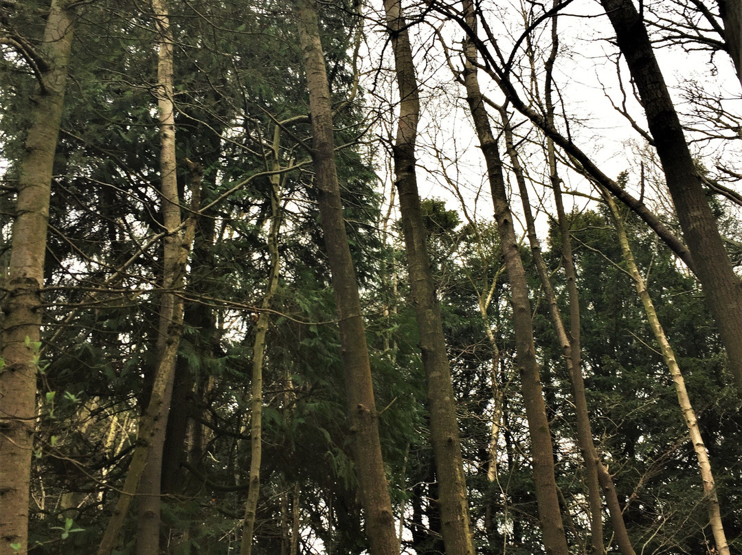 Orlestone Forest Nature Reserve-Warehorne必去景点