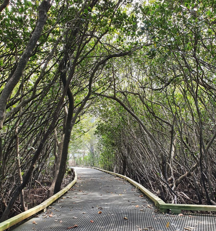 Kooloonbung Creek Nature Park-麦克夸利港必去景点