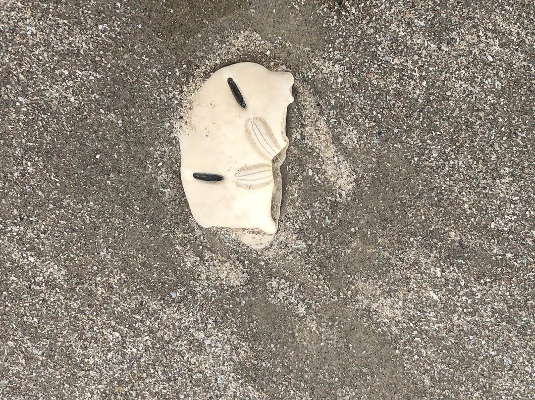 Michael J. Ellis Beach & Seawall-科珀斯克里斯蒂市必去景点