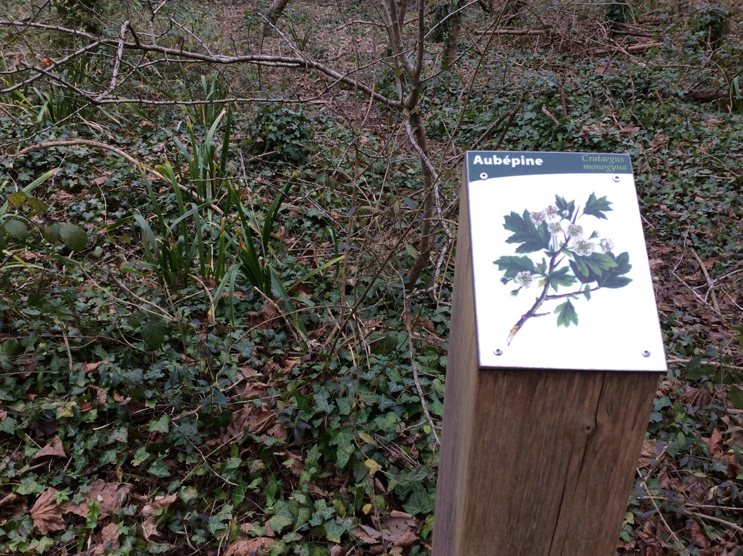 Foret domaniale de Santec景点图片