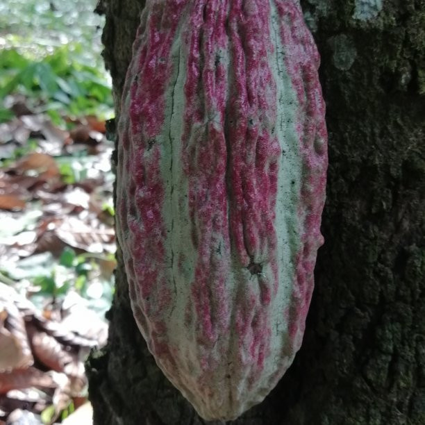 Hacienda Cacaotera Jesus Maria景点图片