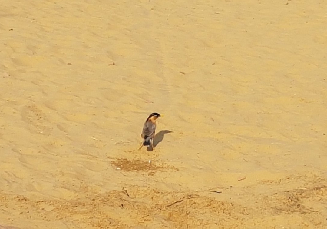 Gangaram Ki Dhani Village Homestay主图