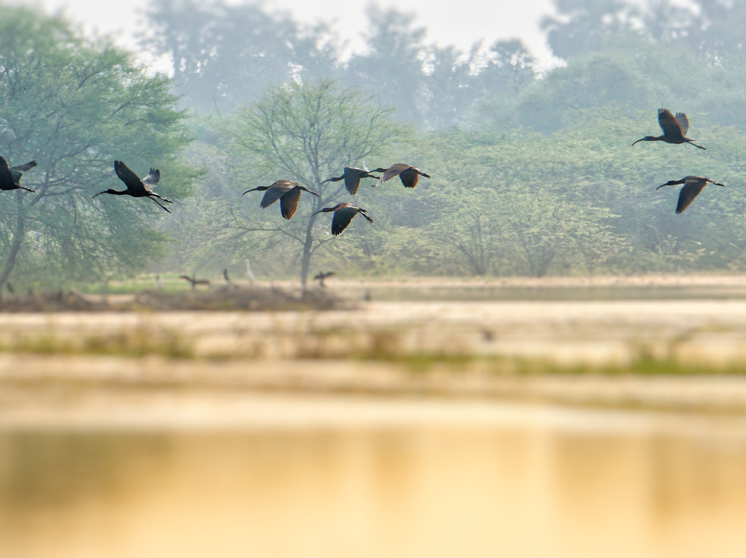 Vellode Bird Sanctuary景点图片