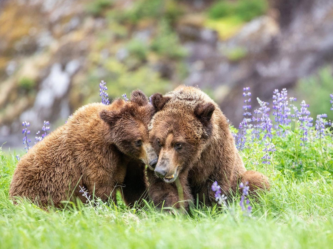 Spirit Bear Lodge